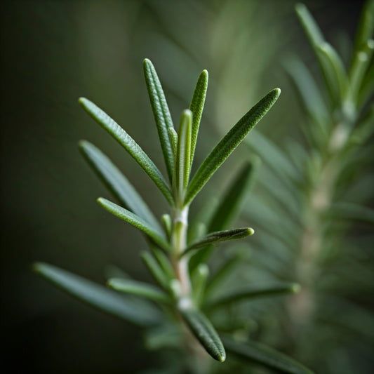 Rosemary (Rosmarinus officinalis) - Futures ETC Tincture