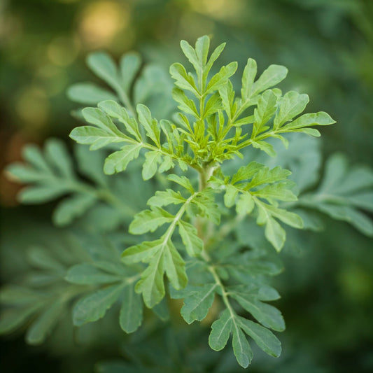 Rue (Ruta graveolens) - Futures ETC Tincture