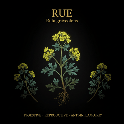 Rue (Ruta graveolens) – Digestive, Reproductive & Anti - Inflammatory Support, Tincture, Futures ETC