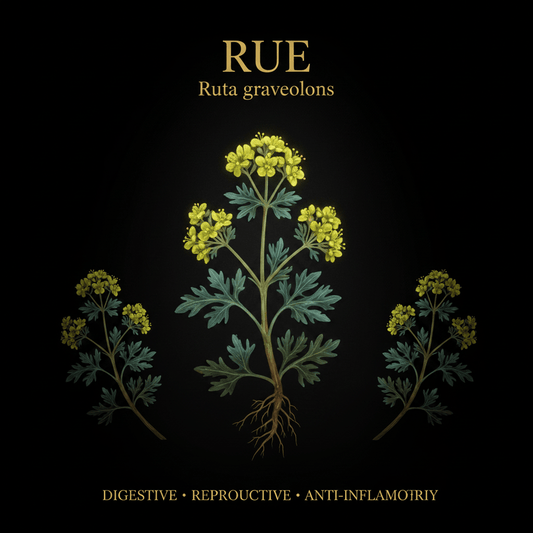 Rue (Ruta graveolens) – Digestive, Reproductive & Anti - Inflammatory Support, Tincture, Futures ETC