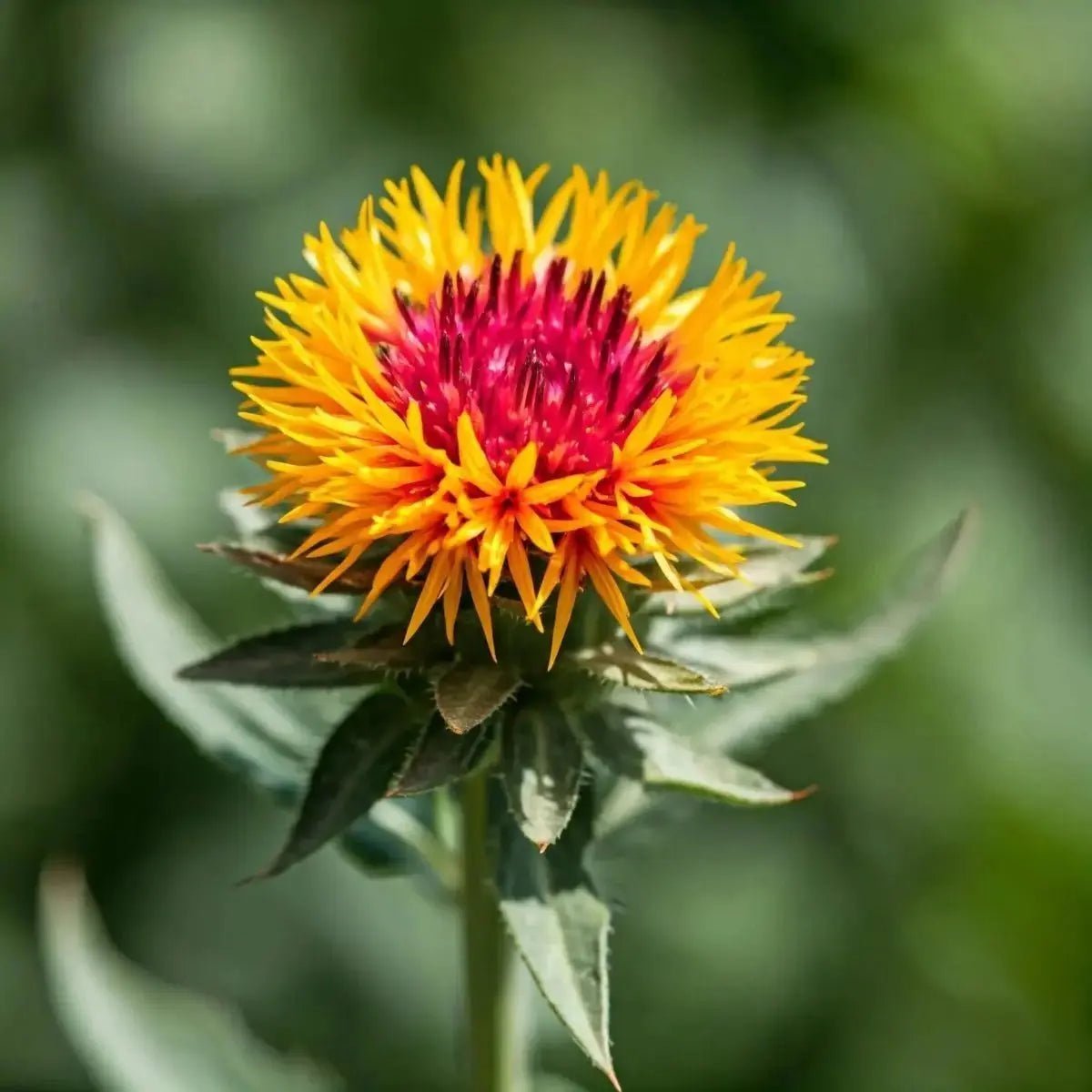 Safflowers (Carthamus tinctorius) for Heart & Skin Health - Futures ETC Tincture