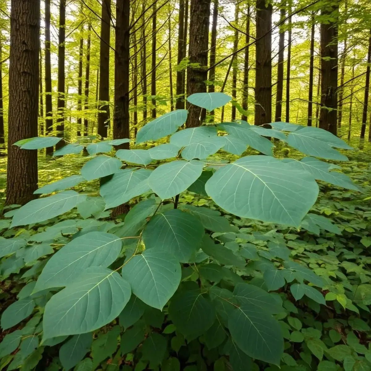 Sassafras (Sassafras albidum) - Futures ETC Tincture