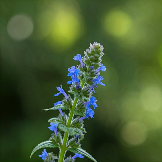 Scullcap (Scutellaria) - Futures ETC Tincture