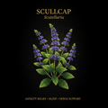 Scullcap (Scutellaria) – Anxiety Relief, Sleep & Nerve Support, Tincture, Futures ETC
