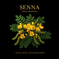 Senna (Senna alexandrina) – Natural Laxative & Colon Cleanse Support, Tincture, Futures ETC