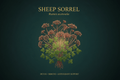 Sheep Sorrel (Rumex acestosella), Tincture, Futures ETC