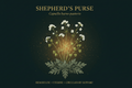 Shepherds Purse (Capsella bursa pastoris), Tincture, Futures ETC