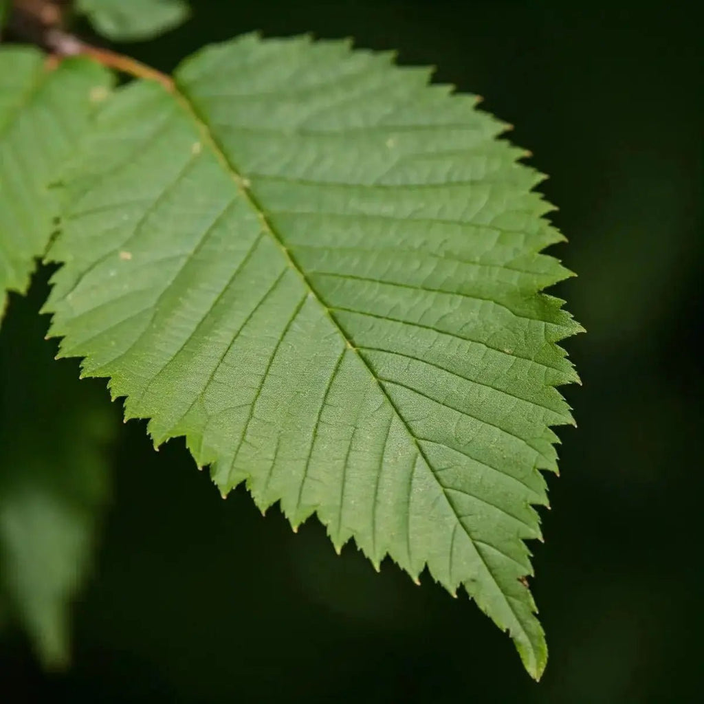 Slippery Elm (Ulmus rubra) - Futures ETC Tincture