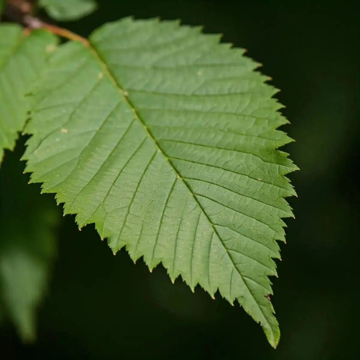 Slippery Elm (Ulmus rubra) - Futures ETC Tincture