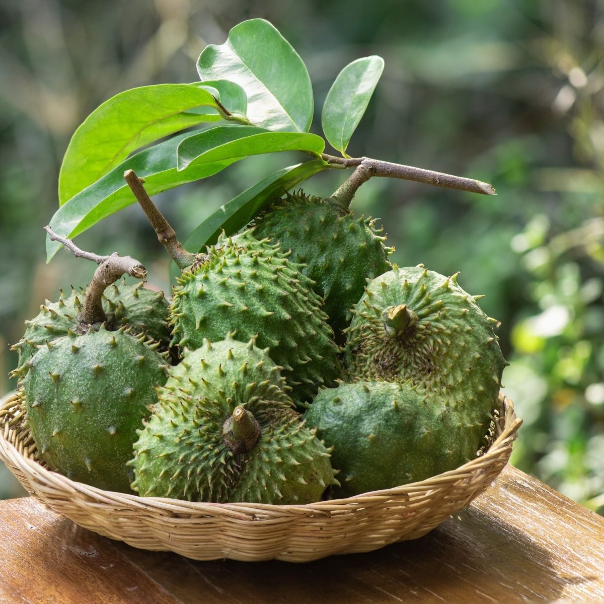 Soursop Leaf (Annona muricata), Elixir, Futures ETC