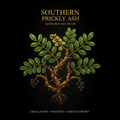 Southern Prickly Ash (Zanthoxylum clava - herculis) – Circulatory, Digestive & Nerve Support, Tincture, Futures ETC