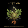 Spikenard (Aralia racemosa) – Immune, Respiratory & Adaptogenic Support, Tincture, Futures ETC