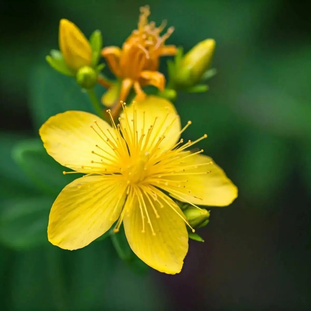 Health - St. John's Wort (Hypericum perforatum) Plant 1 - FuturesETC Tincture