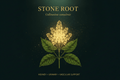 Stone Root Herbal Remedy (Collinsonia canadensis), Tincture, Futures ETC