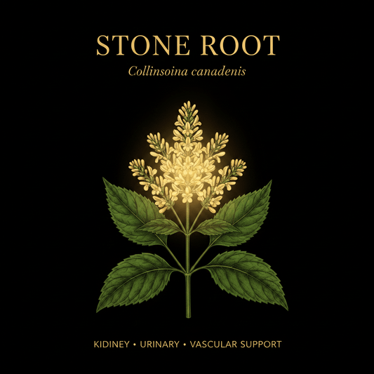 Stone Root Herbal Remedy (Collinsonia canadensis), Tincture, Futures ETC