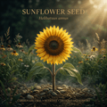 Sunflower seed editorial image in golden prairie light