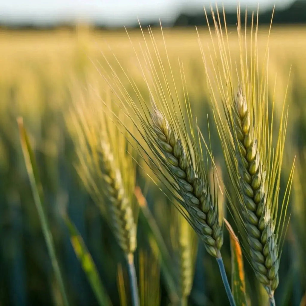 Superb Wheat Grass Extract (Triticum aestivum) - Futures ETC Tincture