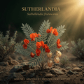 Sutherlandia editorial image in golden scrubland light