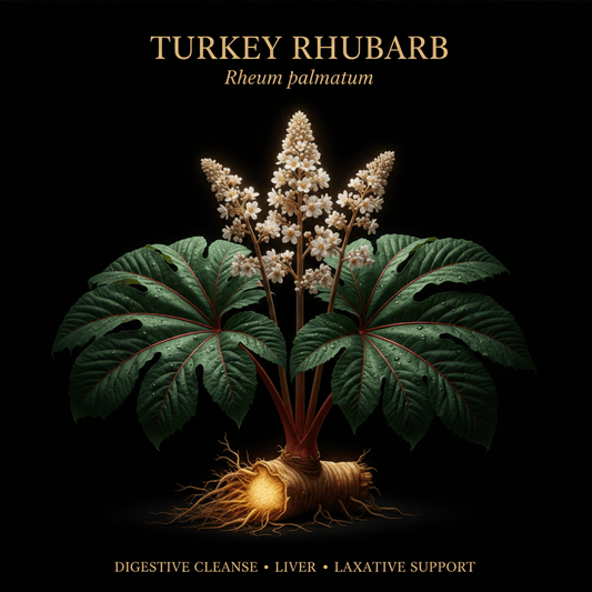 Turkey Rhubarb (Rheum palmatum) – Digestive Cleanse, Liver & Laxative Support, Tincture, Futures ETC