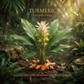 Turmeric editorial image in golden tropical garden light
