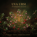 Uva ursi botanical editorial image with gold serif text