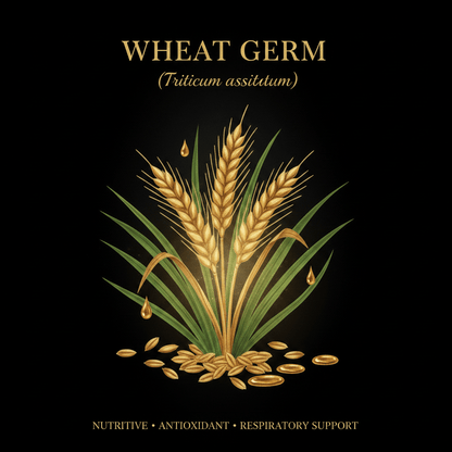 Wheat Germ (Triticum aestivum) – Nutritive, Antioxidant & Respiratory Support, Tincture, Futures ETC
