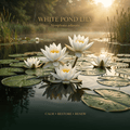 White pond lily editorial image in a golden-lit freshwater setting
