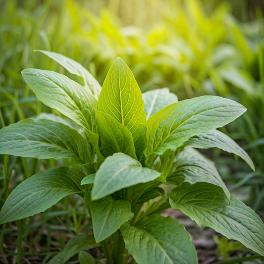 Wild Lettuce (Lactuca) - Futures ETC Tincture