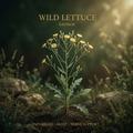 Wild lettuce editorial image in golden field-edge light