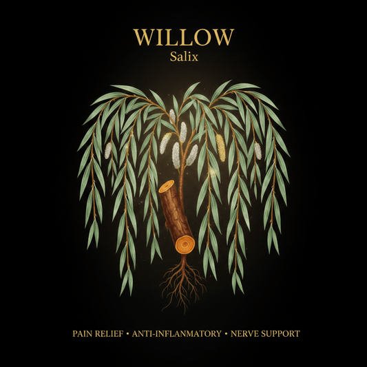 Willow (Salix) – Pain Relief, Anti - Inflammatory & Nerve Support, Tincture, Futures ETC