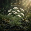 Yarrow editorial image in golden botanical light