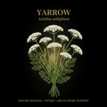 Yarrow (Achillea millefolium) – Circulatory, Anti - Inflammatory & Wound Healing Support, Tincture, Futures ETC