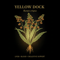 Yellow Dock (Rumex crispus) – Blood Purifier, Liver & Skin Support, Tincture, Futures ETC
