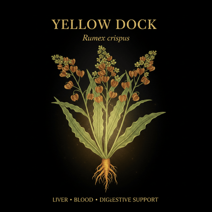 Yellow Dock (Rumex crispus) – Blood Purifier, Liver & Skin Support, Tincture, Futures ETC