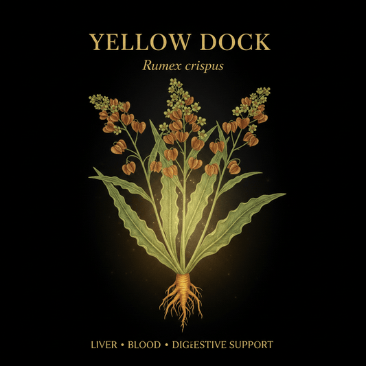 Yellow Dock (Rumex crispus) – Blood Purifier, Liver & Skin Support, Tincture, Futures ETC