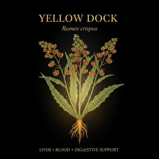Yellow Dock (Rumex crispus) botanical illustration — wavy lance-shaped leaves, rust-brown winged seed clusters, and thick yellow-orange taproot on black background. Liver • Blood • Digestive Support.