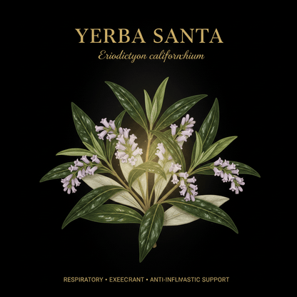 Yerba Santa (Eriodictyon californicum) – Respiratory, Expectorant & Anti-Inflammatory Support, Tincture, Futures ETC