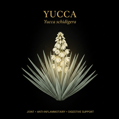 Yucca (Yucca schidigera) – Joint, Anti-Inflammatory & Digestive Support, Tincture, Futures ETC